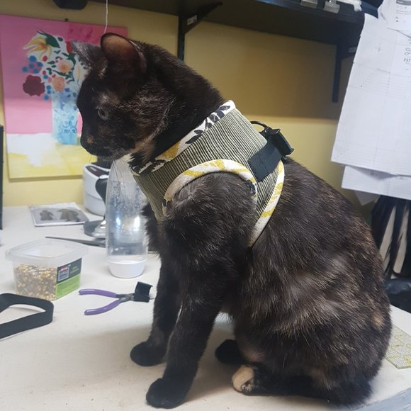 medium walking cat coat - Picture 3 of 3